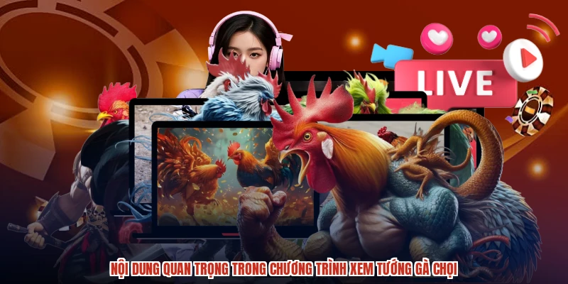 Nội dung quan trọng trong chương trình xem tướng gà chọi
