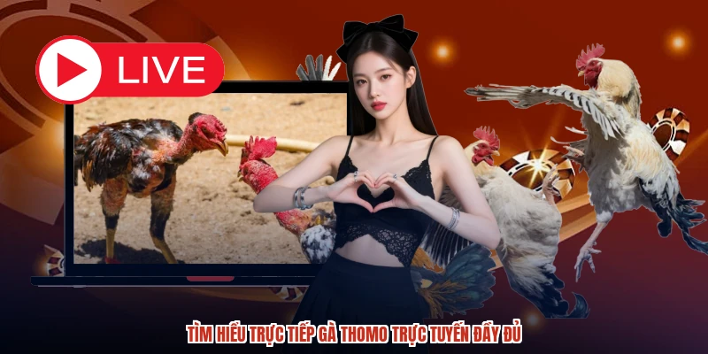Tìm hiểu trực tiếp gà thomo trực tuyến đầy đủ