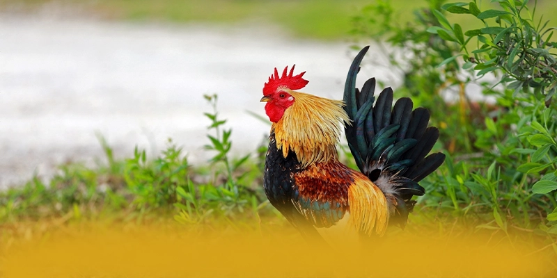 Khuyến mãi hấp dẫn dành cho thành viên mới và cũ tại GOOD88
